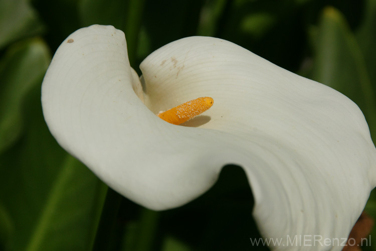 20120514155458 Pisa - Oudste botanische tuin ter wereld