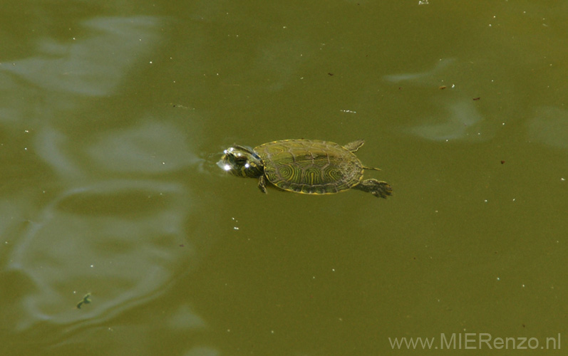 20120514161646 Pisa - Oudste botanische tuin ter wereld - baby schildpadje