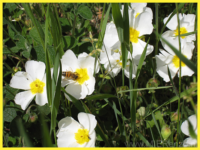 20120518110833 Wandeling rondom Amoliv