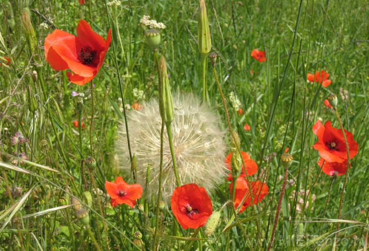 20120518113930 Wandeling rondom Amoliv - grote paardenbloem!!