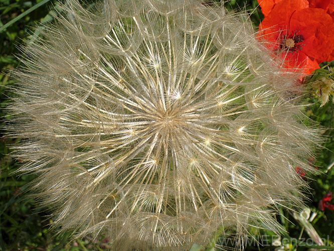 20120518114022 Wandeling rondom Amoliv - grote paardenbloem!!