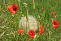 20120518113930 Wandeling rondom Amoliv - grote paardenbloem!!