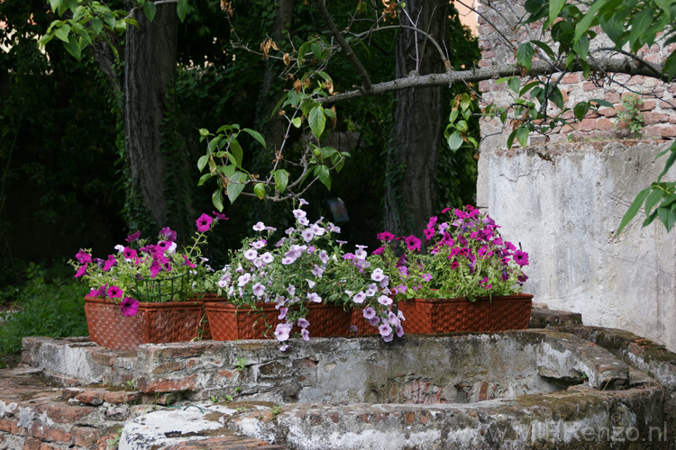 20120514161422 Pisa - Oudste botanische tuin ter wereld