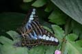 20120918154844 (Mier) - Kuala Lumpur - Butterfly garden