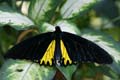 20120918161034 (Mier) - Kuala Lumpur - Butterfly garden