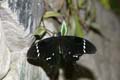 20120918161046 (Mier) - Kuala Lumpur - Butterfly garden