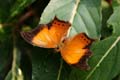 20120918161154 (Mier) - Kuala Lumpur - Butterfly garden