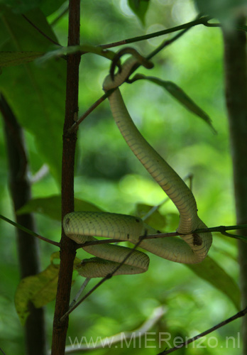 20120924124847 (Mier) - Kuching - Bako NP - green viper