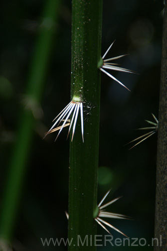 20120924133057 (Mier) - Kuching - Bako NP