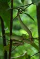 20120924124847 (Mier) - Kuching - Bako NP - green viper