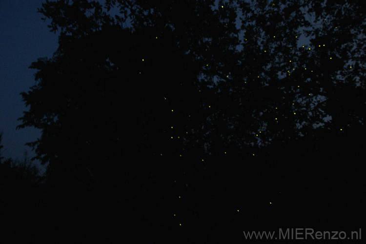 20120928183216 (Mier) - Kinabatanganrivier - vuurvliegen