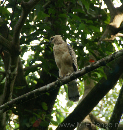 20120929080556 (Mier) - Kinabatanganrivier