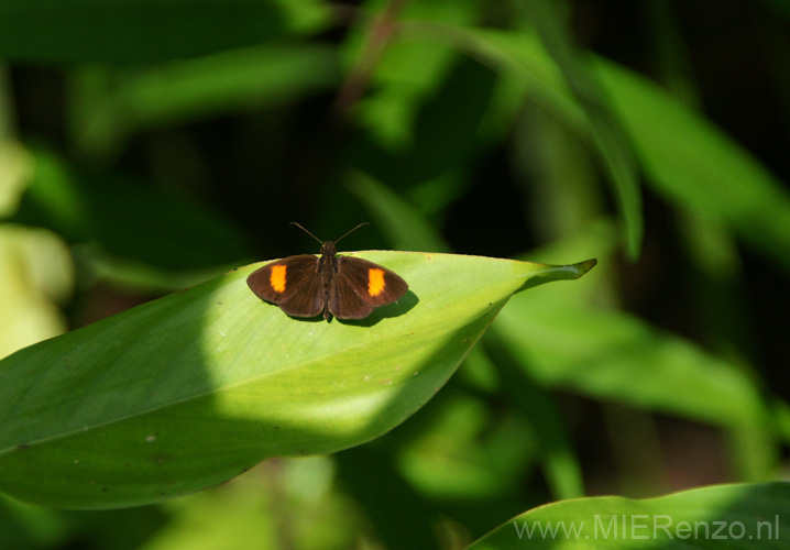 20120929092657 (Mier) - Kinabatanganrivier