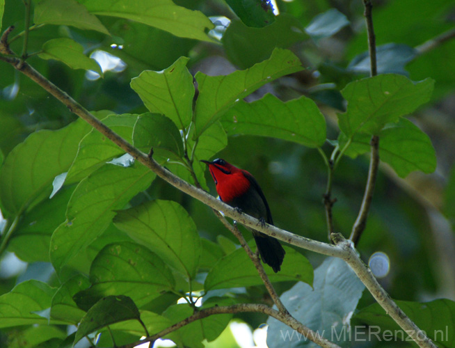 20120929101617 (Mier) - Kinabatanganrivier