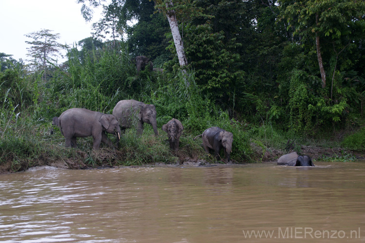 20120929163848 (Mier) - Kinabatanganrivier - Pigmee olifanten