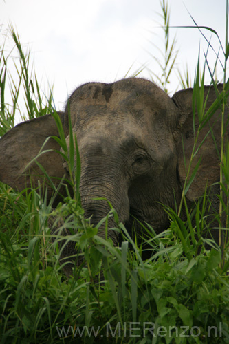 20120929164511 (Mier) - Kinabatanganrivier - Pigmee olifanten