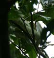 20120927102151 (Mier) - Sepilok - Green viper