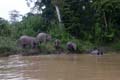 20120929163848 (Mier) - Kinabatanganrivier - Pigmee olifanten