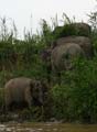 20120929164206 (Mier) - Kinabatanganrivier - Pigmee olifanten