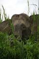 20120929164511 (Mier) - Kinabatanganrivier - Pigmee olifanten