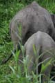 20120929164716 (Mier) - Kinabatanganrivier - Pigmee olifanten