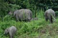 20120929164822 (Mier) - Kinabatanganrivier - Pigmee olifanten