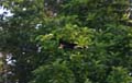 20120930165209 (Mier) - Kinabatanganrivier - Red hornbill