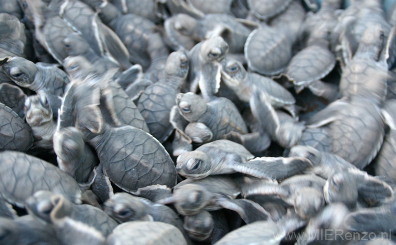 20121001174404 (Mier) - Lankayan - Turtle release