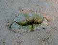 20121002163918 (Mier) - Lankayan - gekke crab