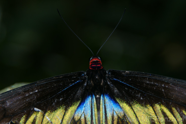 20120918155539 (Mier) - Kuala Lumpur - Butterfly garden