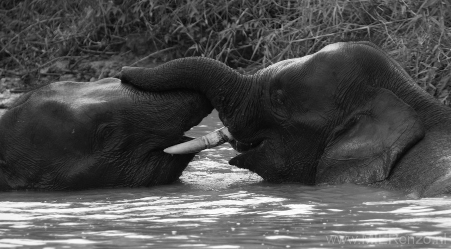 20120929164211 (Mier) - Kinabatanganrivier - Pigmee olifanten