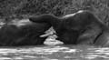 20120929164211 (Mier) - Kinabatanganrivier - Pigmee olifanten