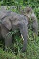 20120929165039 (Mier) - Kinabatanganrivier - Pigmee olifanten