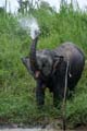 20120929165127 (Mier) - Kinabatanganrivier - Pigmee olifanten
