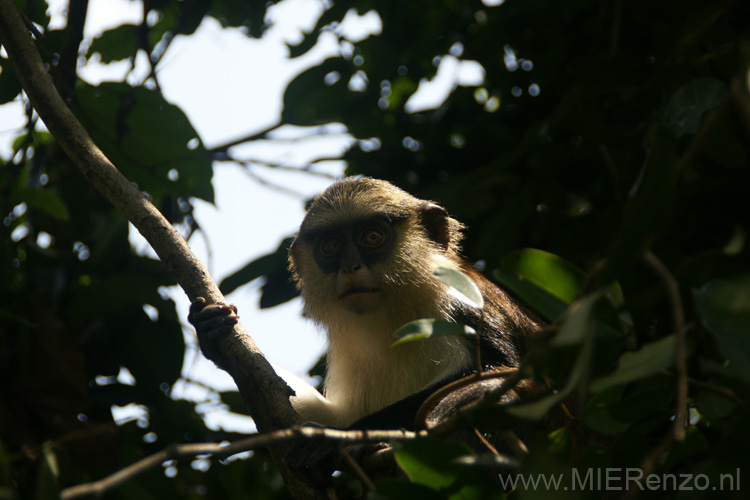 20091109112511 Ghana - Tafi Atomo Monkey Sanctuary