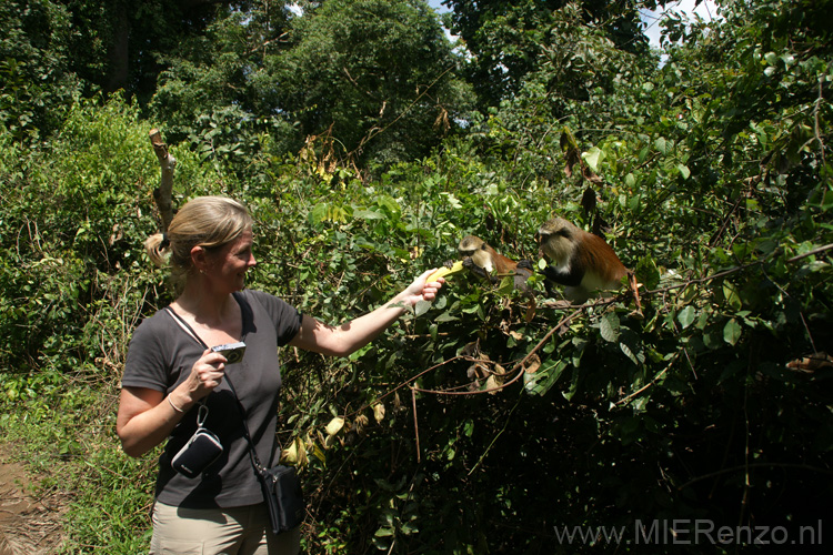 20091109112926 Ghana - Tafi Atomo Monkey Sanctuary