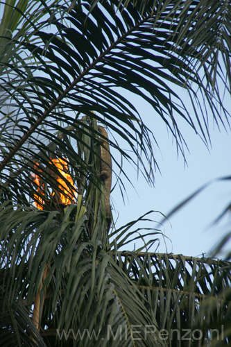 20091109154001 Ghana - Leguaan wordt met vuur uit de boom gejaagd