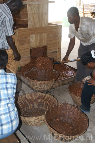 20091112092542 Ghana - Cacao Research Institute Ghana in Nieuw Tafo