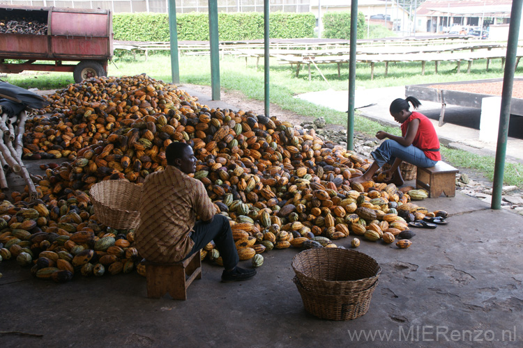20091112092742 Ghana - Cacao Research Institute Ghana in Nieuw Tafo