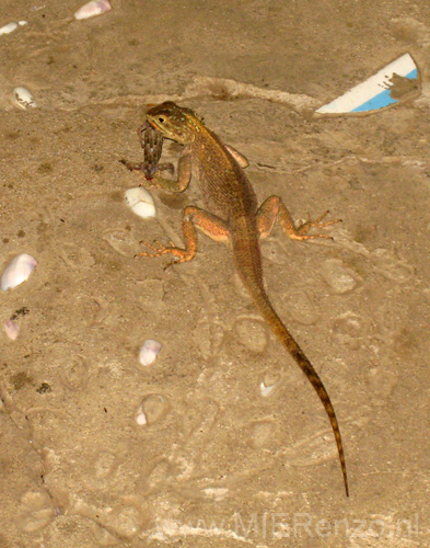 20091119091733 Ghana - Monkey Forest