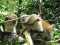 20091109113328 Ghana S - Tafi Atomo Monkey Sanctuary