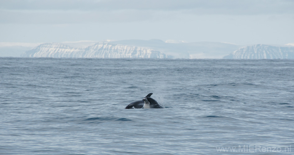 20120317164854 White Beaked dolphins