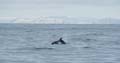 20120317164854 White Beaked dolphins