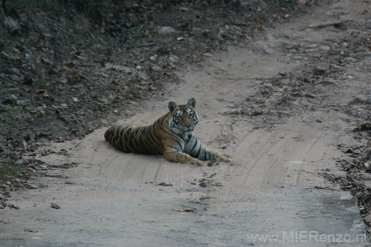 20130308065036 Mier - Bandhavgarh NP - gelijk een tijger!!