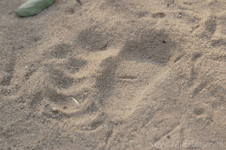 20130308074917 Mier - Bandhavgarh NP - footprint tijger