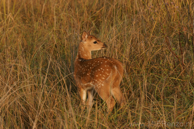 20130311071505 Mier - Kanha NP