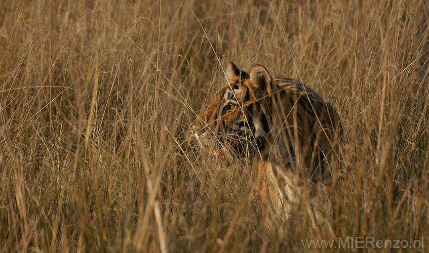 20130311165741 Mier - Kanha NP 