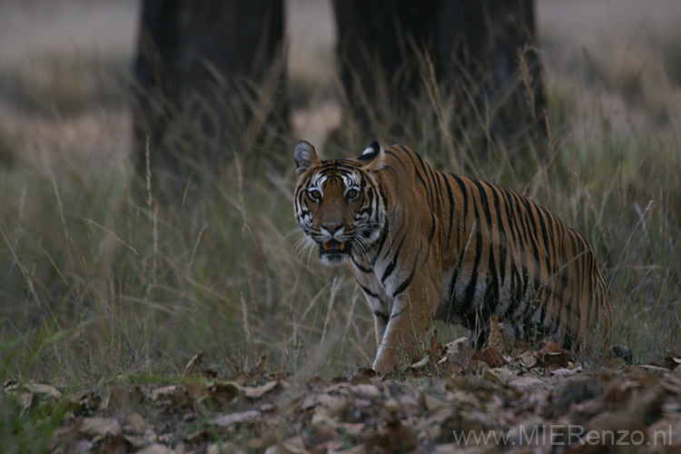 20130311172510 Mier - Kanha NP