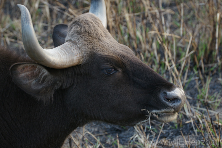 20130311175220 Mier - Kanha NP