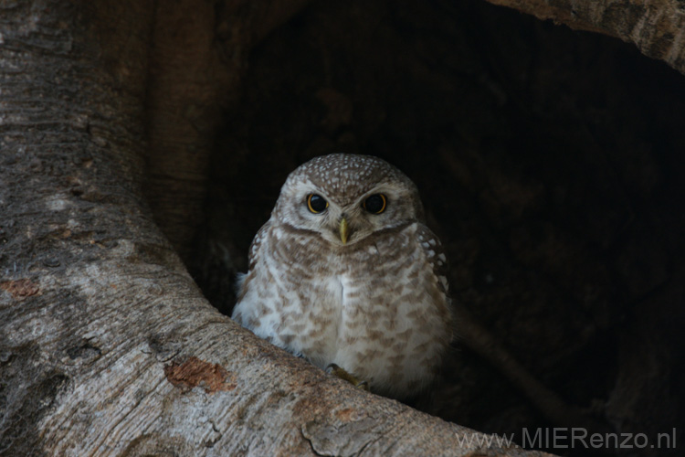 20130312062447 Mier - Kanha NP